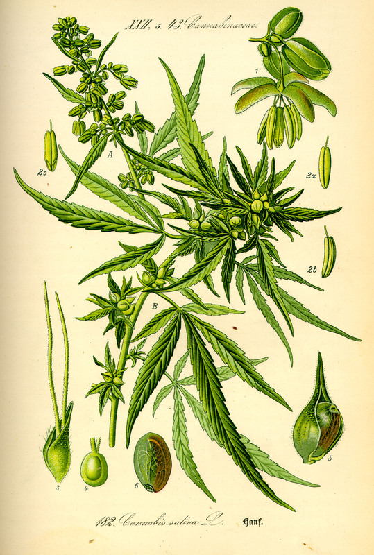 Botanical illustration of Cannabis sativa