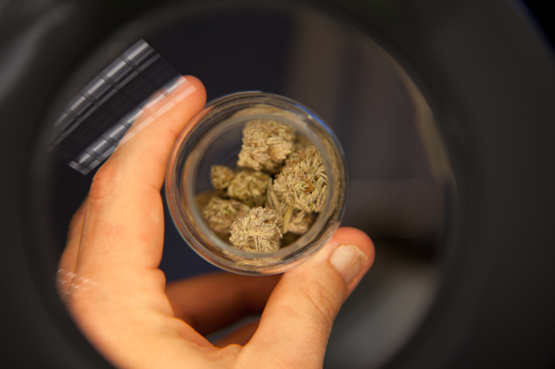 Cannabis flower nugs in a glass jar