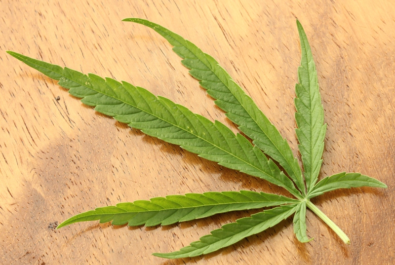 Cannabis sativa fan leaf showing narrow leaflets