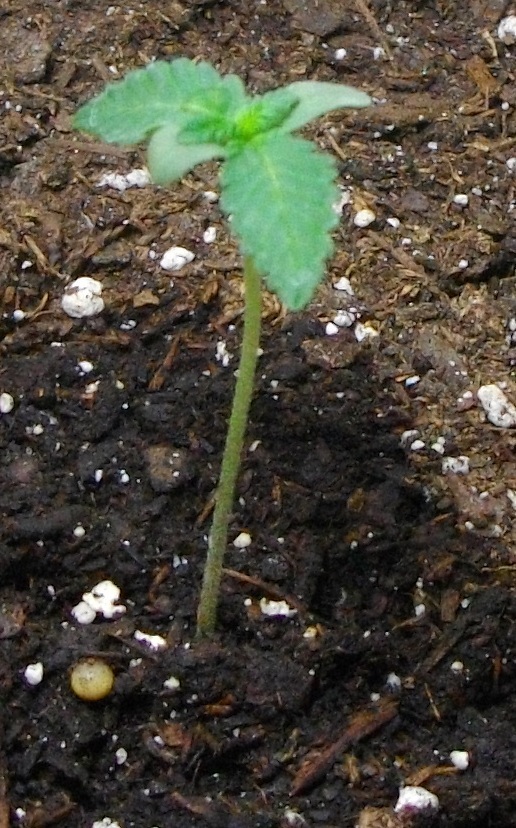 Seven-day-old cannabis seedling emerging from soil